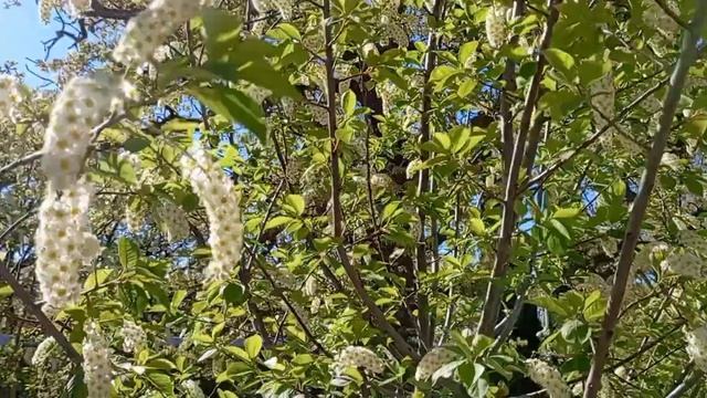 Черемуха Милютинского парка. Алупка. 29.04.25. смотреть онлайн