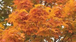 ≪ВОСПОМИНАНИЕ О МАМЕ≫ БАМ Таксимо Татьяна Шаманская. АВТОРЫ: Комп. Павел Толмачёв, Поэт С. Акимова.