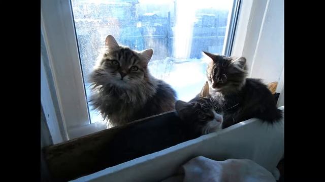 Смешные блохи с точки зрения Вечных Инопланетян смотреть онлайн