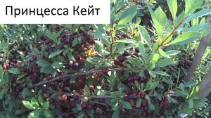 Вишня в Якутске на даче. Катя рассказывает про уход и демонстрирует урожай 2021 года.7-903-936-4262
