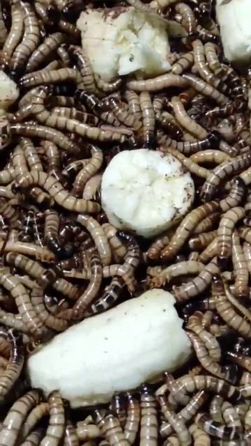 superworms смотреть онлайн