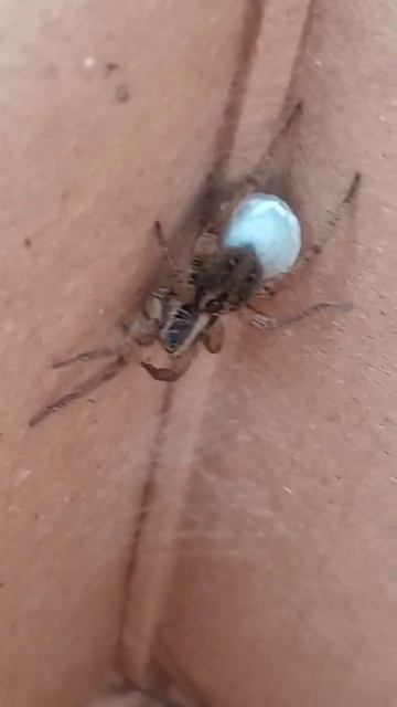 Garden Spider carrying egg sack смотреть онлайн