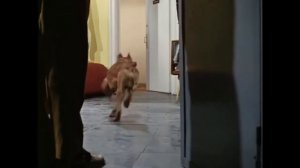 Горло! И голова! Без мозгов. Операция Ы и другие приключения Шурика