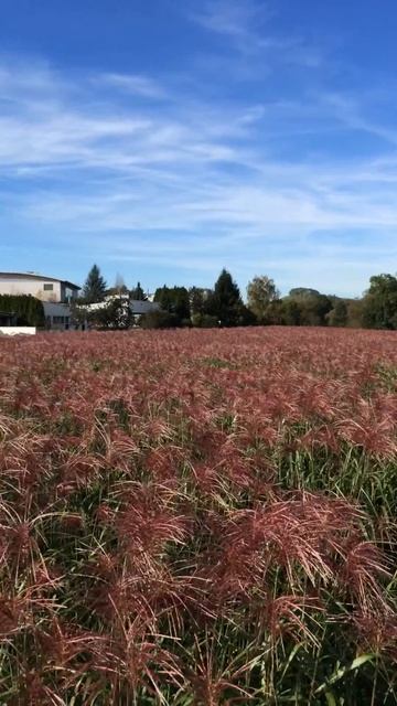 Miscanthus Ellhofen / Elefantengras in Blüte in Ellhofen смотреть онлайн