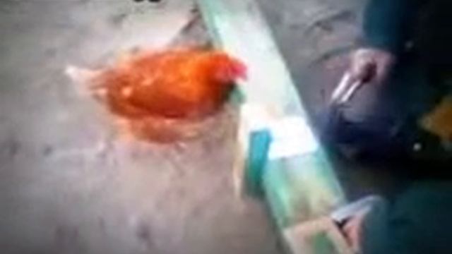 #1| Любознательная курочка. смотреть онлайн