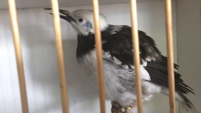 Выставка птиц Сергея Рынды - 8 смотреть онлайн