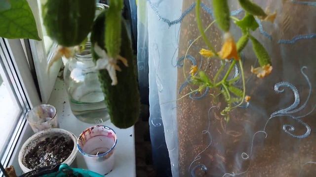 Мой сыночек не верит что я вырастила Огурцы на окне, видео для него🤣😄😁 смотреть онлайн