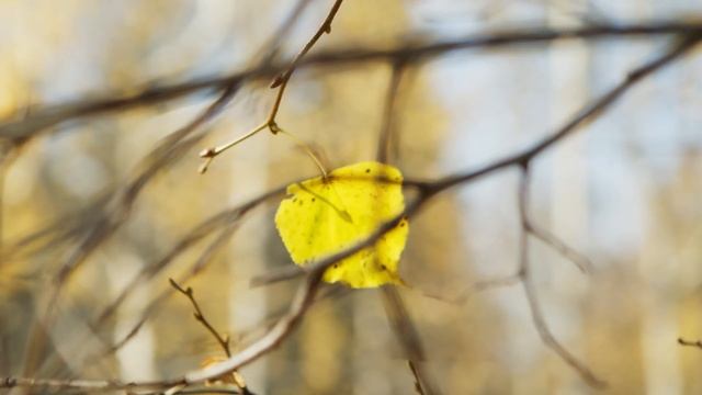 Прогулочная коляска Nuovita Modo Terreno