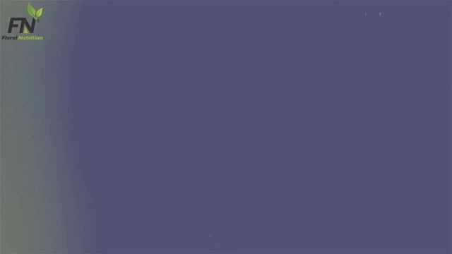 Floral Nutrition Vegan Plant Protein with BCAA, Glutamine and Natural Sweetener Stevie. смотреть онлайн