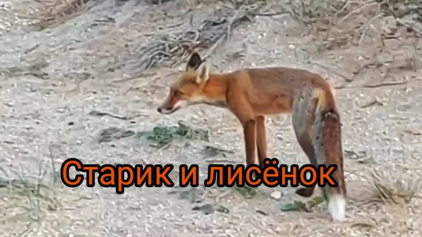 Старик и лисенок.    Рассказ.  В.Рих