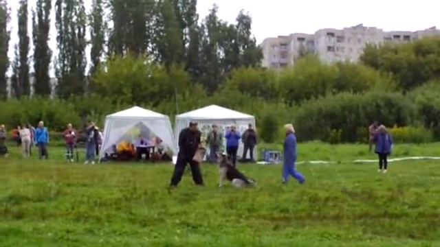 монопородная выставка ВЕО, проверка рабочих качеств,лобовая беркут 2 Bestdog.mybb.ru