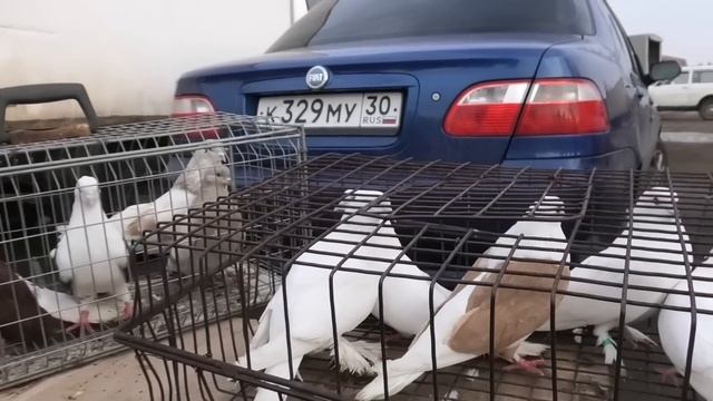 Голубиный рынок в Астрахани! смотреть онлайн