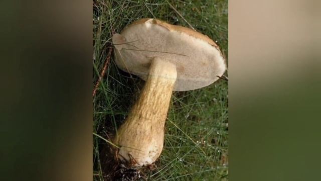 ВОНИ СТАЛИ ПРИЧИНОЮ ОТРУЄНЬ!!! смотреть онлайн