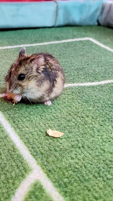 Вот как едят хомяки. #хомяк смотреть онлайн