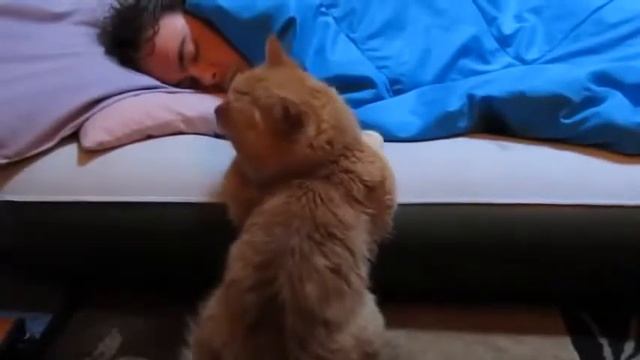 Смотреть приколы бесплатно Безумные кошки Funny animals смотреть онлайн