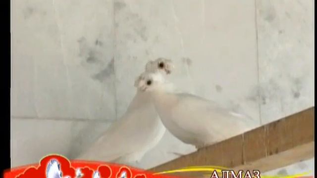 Голуби в Худжанде_фильм (TAJIKISTAN) смотреть онлайн