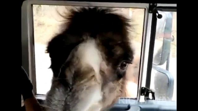 НУ И МОРДА У ТЕБЯ ШАРАПОВ смотреть онлайн