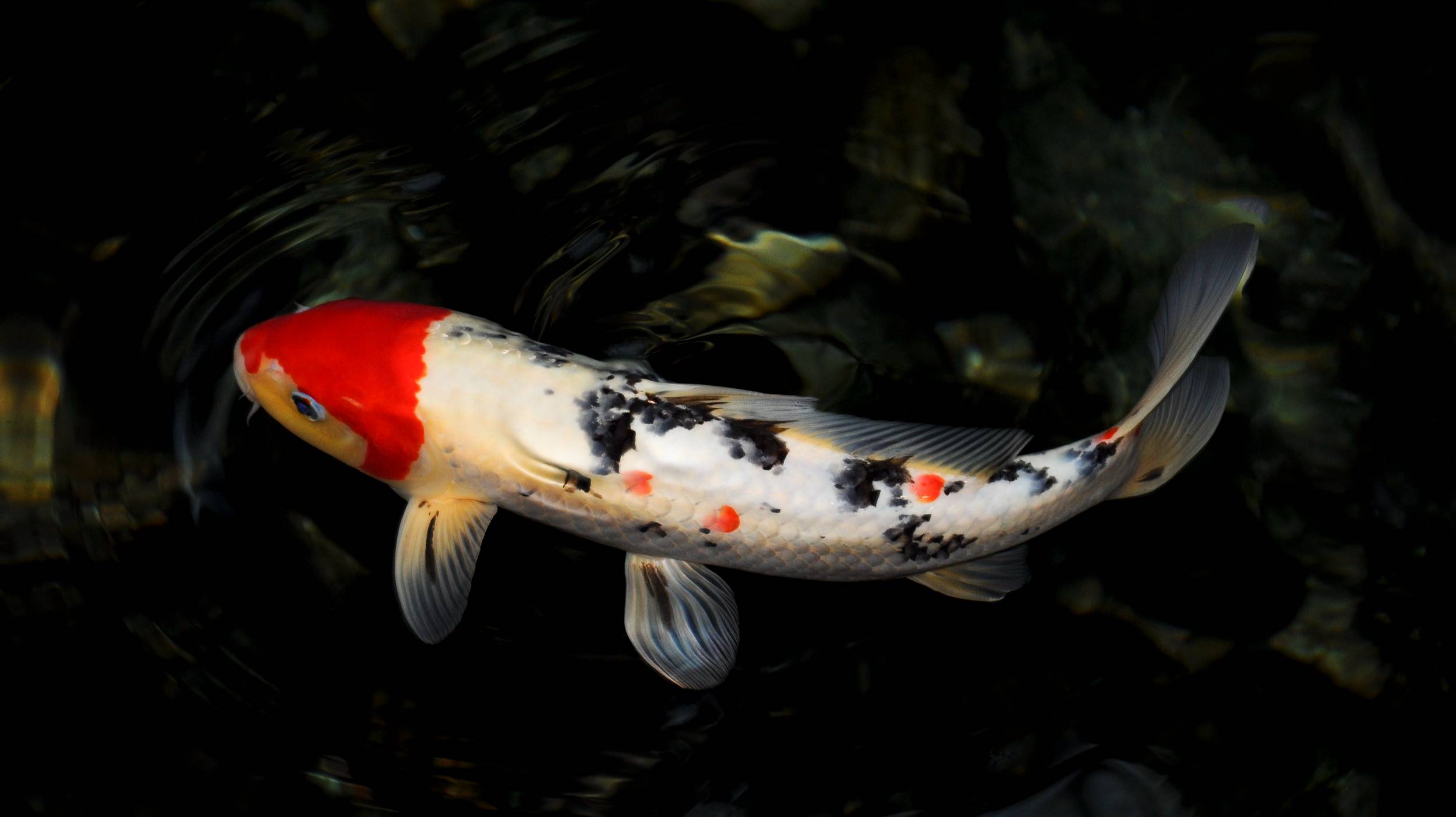 РР4 озеро Медное - Новая точка клёва (106 серия)