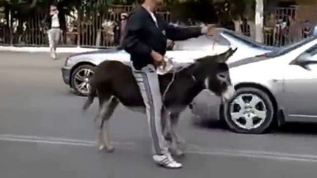 таксист на осле смотреть онлайн