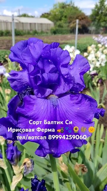 #ирисы #цветы #garden #сад #love #flowers #nature #spring #gardening #iris смотреть онлайн
