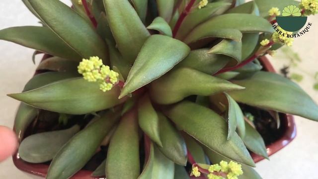 CRASSULA ORBİCULARİS ROSULARİS -Soğuğa Dayanıklı Mı? Çift Çenekli Sukulent Çoğaltma Bakım Çiçeklenm