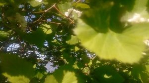 VID_20250429_160500.mp4