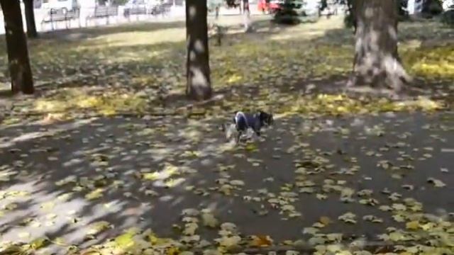 Костюм Pet Fashion Гранд S 27 30см для собак смотреть онлайн