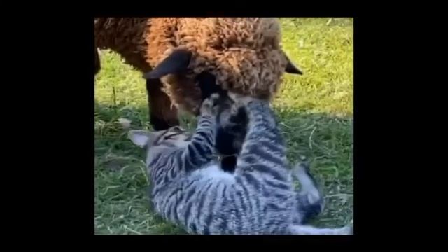 Изумительно смешные кошки! Подборка приколов с кошками, котами и котятами Amazingly funny cats! смотреть онлайн
