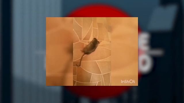 Бедствие на Кольцевой, Темнота в Камышлах, Дуэт Динара Акъюлова - НОВОСТИ ВРЕМЕЧКА