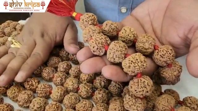 Genuine  & Government Lab Certified Rudraksha  | Shiv Kripa Rudraksha Kendra  #originalrudraksha