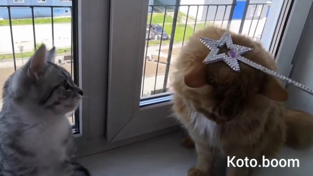 Котейки играют на окне. КОШКА ИРИСКА ОБОЖАЕТ ВОЛШЕБНУЮ ПАЛОЧКУ, А КОТ ВОЛЬТ ЛЕНИВЫЙ смотреть онлайн