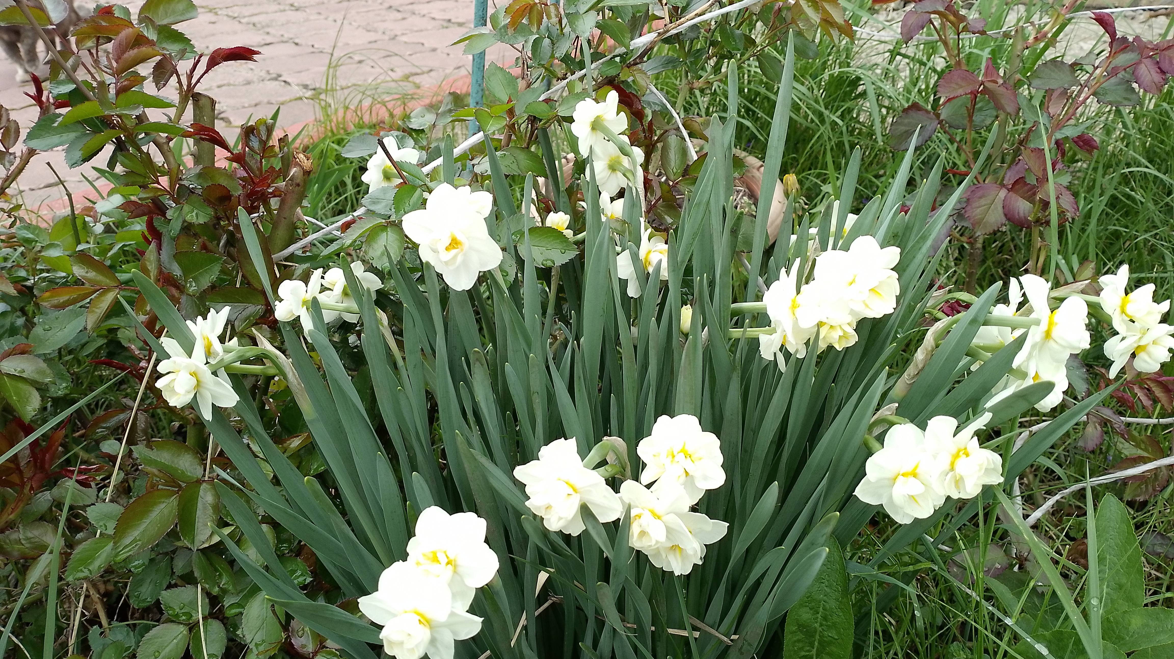 Влог. Насыщенный день Купила розы, закупилась продуктами, розы подмерзли. смотреть онлайн