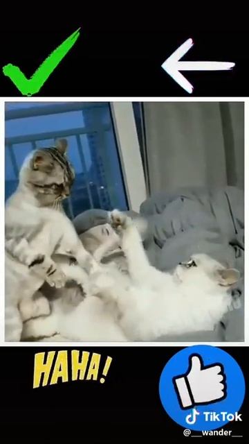 Приколы Кошки джентельмены удачи смотреть онлайн