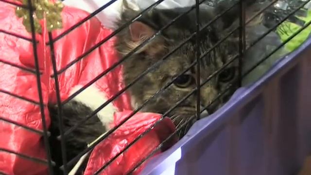 Без кота и жизнь не та 23 10 2014 смотреть онлайн