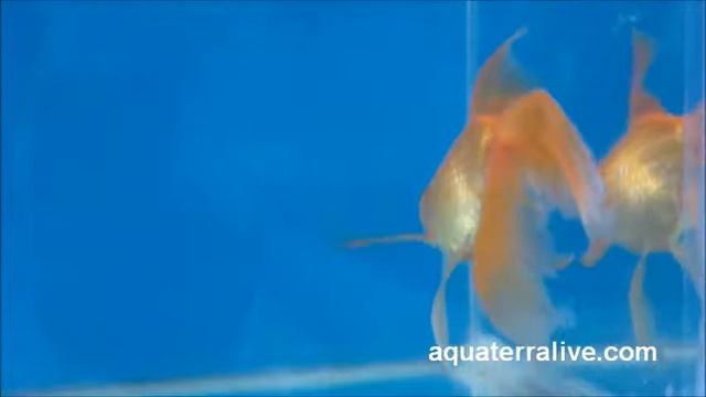 Japones Jumbo Cola de Velo 18 cm - Veiltail Jumbo Goldfish - Aquaterra Live смотреть онлайн