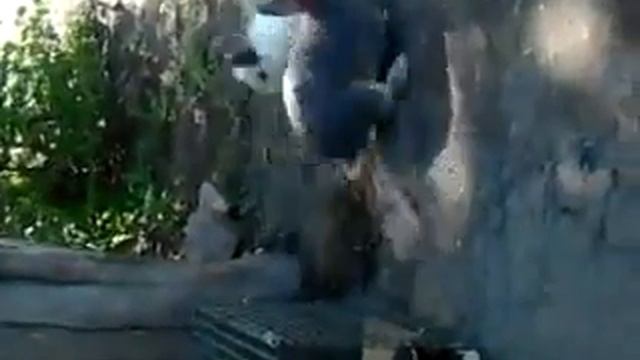 прикол кролики смотреть онлайн