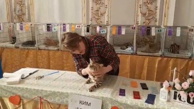 выставка кошек смотреть онлайн