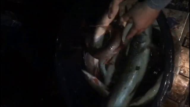 15.11.2018 Ночное зарыбление щукой смотреть онлайн