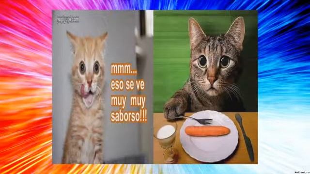 Смешные танцующие и поющие кошки Прикольно смотреть онлайн