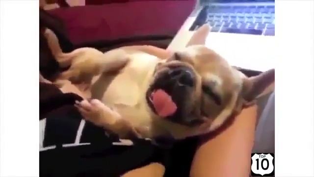 смешные собаки приколов! СМЕШНЫЕ СОБАКИ, Смешные животные mp4 смотреть онлайн