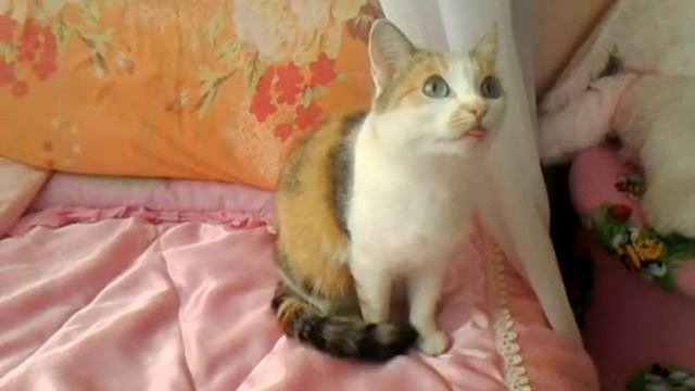 Кошка с большим языком смотреть онлайн
