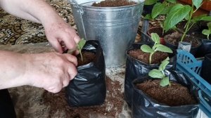 29-04-2025 Всем желаю здравия. Жизнь в деревне 🏡