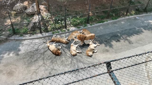 Львы отдыхают в Dalian Forest Zoo (г. Далянь)