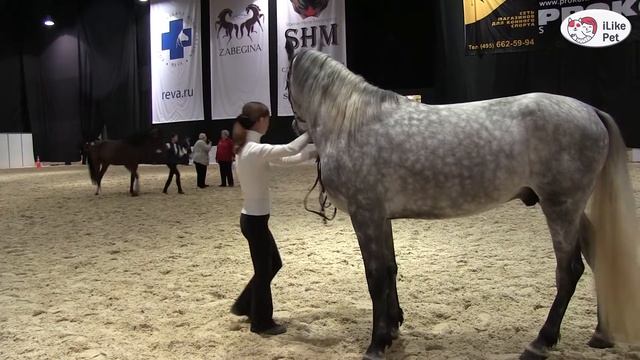 ЛОШАДИ Орловский рысак 3 ЭКВИРОС 2016 на ilikepet смотреть онлайн