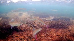 Съёмки на реке. Подводный мир! Хариус. 26.04.2024