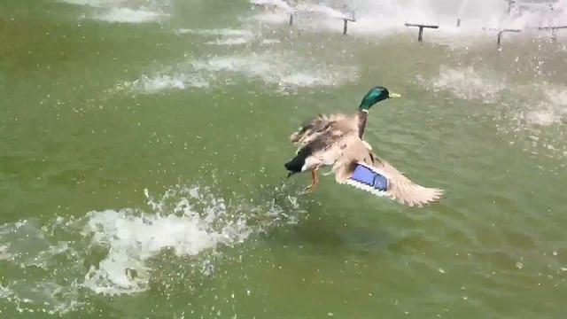 VLOG. Ботанический сад. смотреть онлайн