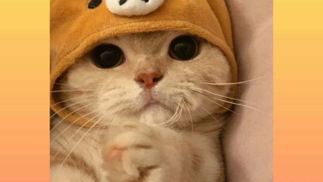 Милые Обои С Котиками 😻😻😻 смотреть онлайн