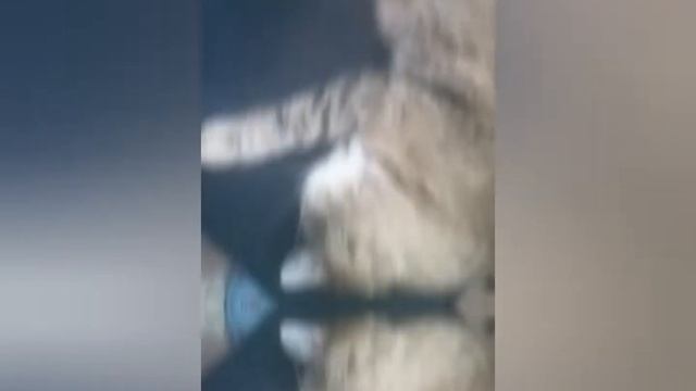 МОЯ КОШКА-КАРТОШКА смотреть онлайн