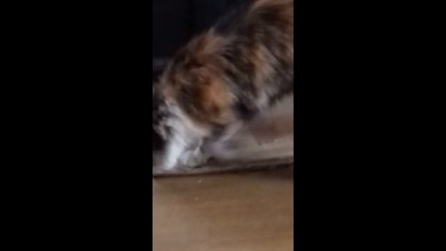 Кошкины дела. Маленький лев. Приколы.Cats смотреть онлайн