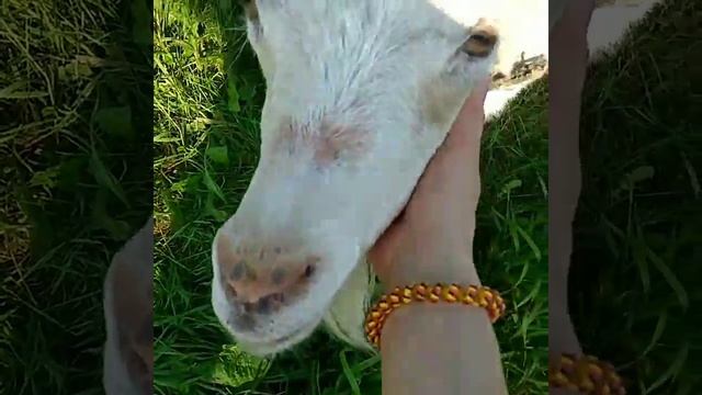 Полина увидела козу.Polina saw a goat. смотреть онлайн